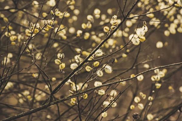 Blommande pilgrenar — Stockfoto