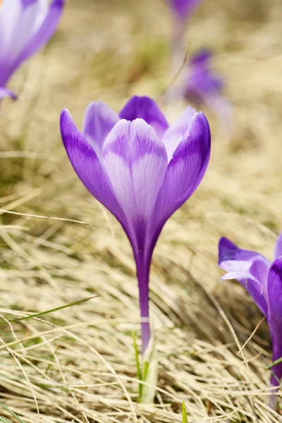 Jarní krokus květiny — Stock fotografie