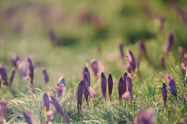 Fiori di croco primaverili — Foto Stock