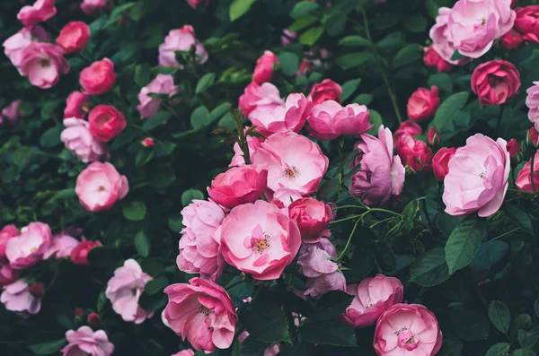 Pembe gül bahçesi — Stok fotoğraf