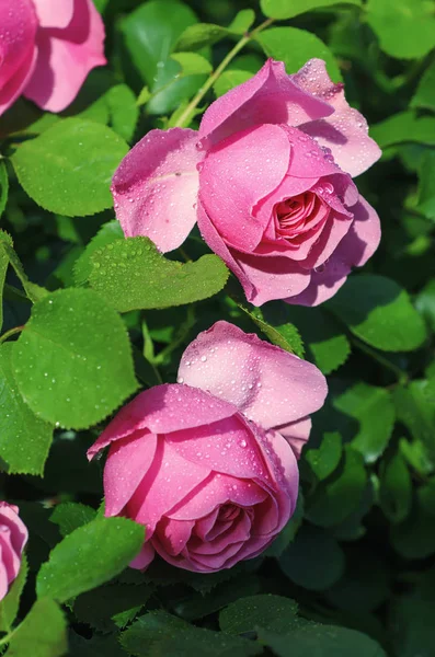 Jardín de rosas rosadas — Foto de Stock