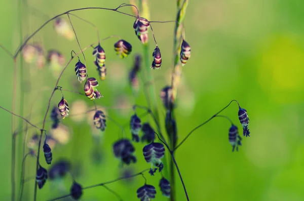 Ear sunny field — Stock Photo, Image