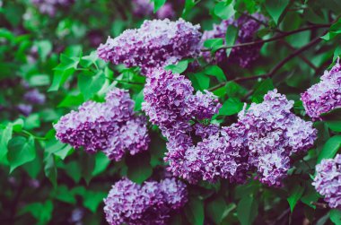 Bahar leylak çiçekleri