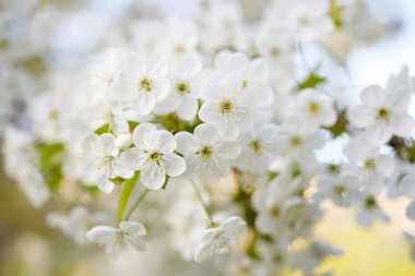 Kiraz çiçekleri çerçevesi