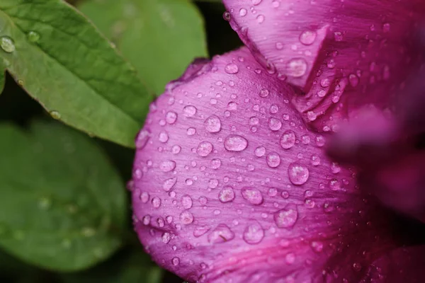 Pion blomma bakgrund — Stockfoto