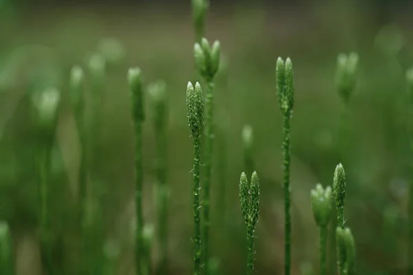 Stagshorn clubmoss, Lycopodium clavatum — Stock Photo, Image