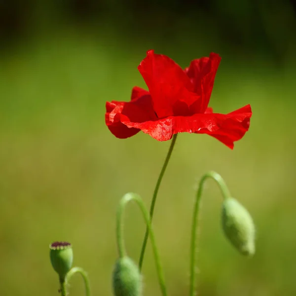 Amapola roja de primavera — Foto de Stock