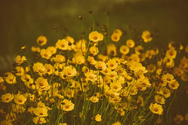 Rudbekia летние цветы — стоковое фото