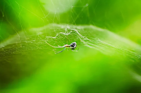Cute spider in the web — Stock Photo, Image