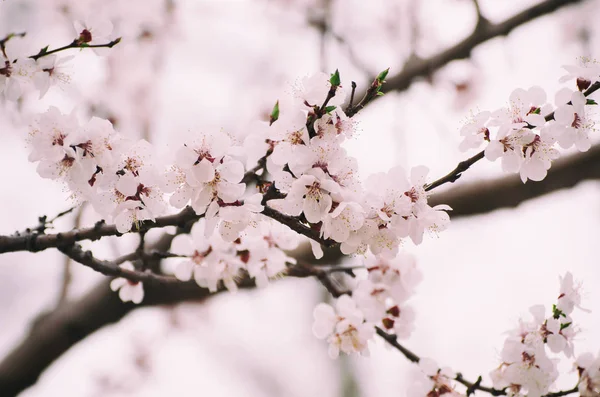 Aprikosträd blommar — Stockfoto