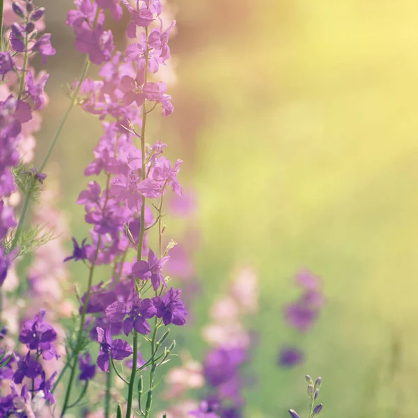 Fondo flores violeta —  Fotos de Stock