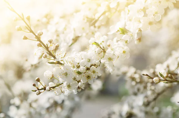 Apricot tree blossoms — Stock Photo, Image