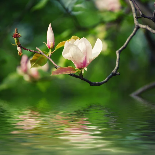 Frühlingsblumen der Magnolie — Stockfoto