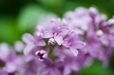 Bahar leylak çiçekleri