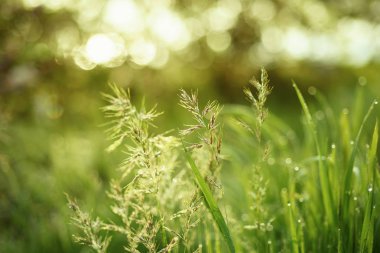 Doğal soyut yeşil yaz ekosu güneşli arka plan, çimenler ve klasik hipster tarzı ışık lekeleri.