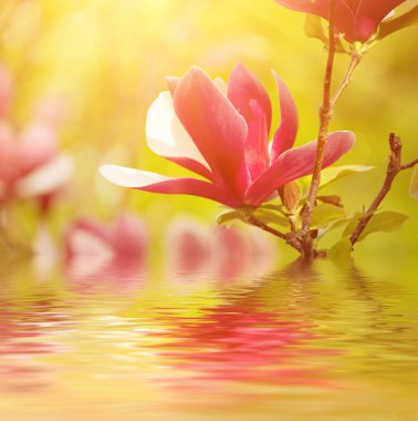 Magnolia bahar çiçekleri