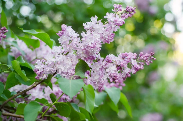 Jarní šeříkové květy — Stock fotografie