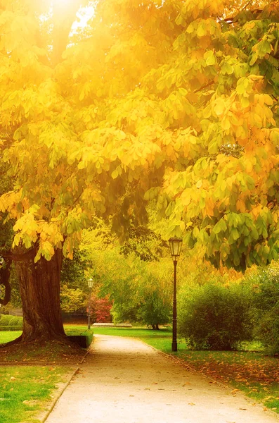 Parque de outono com beco — Fotografia de Stock