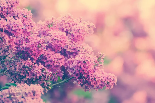 Wiosenne kwiaty bzu — Zdjęcie stockowe