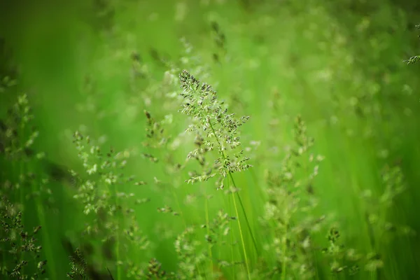 Prairie d'herbe verte — Photo