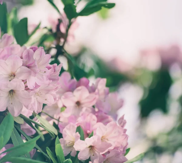 Rhododendron maximala rosa blommor — Stockfoto