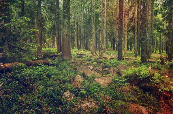 Bosque escandinavo norte — Foto de Stock