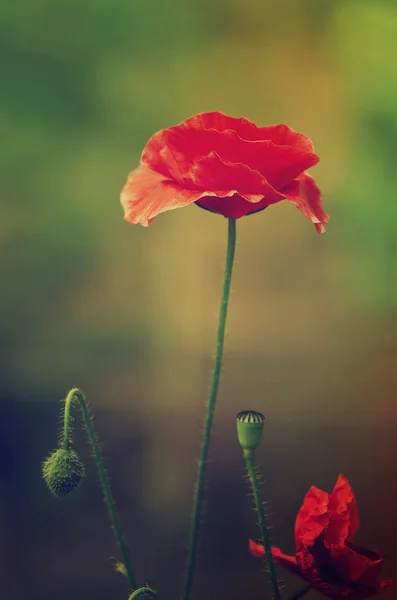 Red spring poppy — Stock Photo, Image