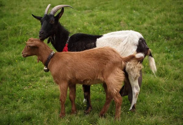 Dvě pasoucí kozy — Stock fotografie