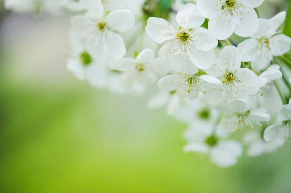 樱花框架 — 图库照片