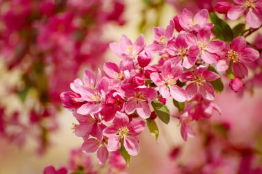 Kırmızı elma çiçekleri.