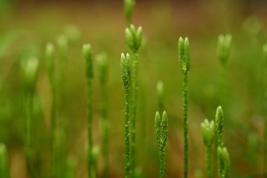 Stagshorn clubmoss, Lycopodium clavatum