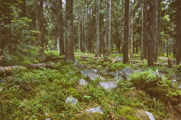 Północny las skandynawski — Zdjęcie stockowe