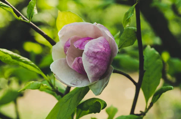 木兰花春花 — 图库照片