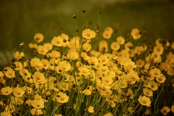 Rudbekia sommarblommor — Stockfoto