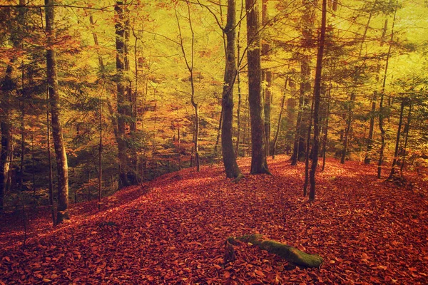 Bellissimo paesaggio autunnale — Foto Stock