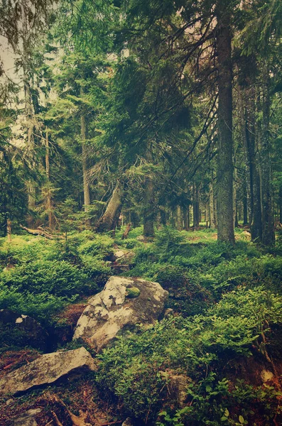 Forêt scandinave du Nord — Photo