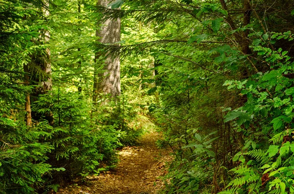 Sommergrüner Wald — Stockfoto