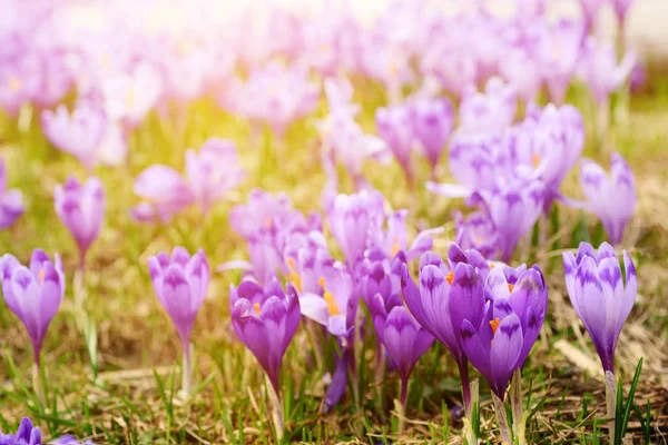 Flores de croco de primavera — Fotografia de Stock