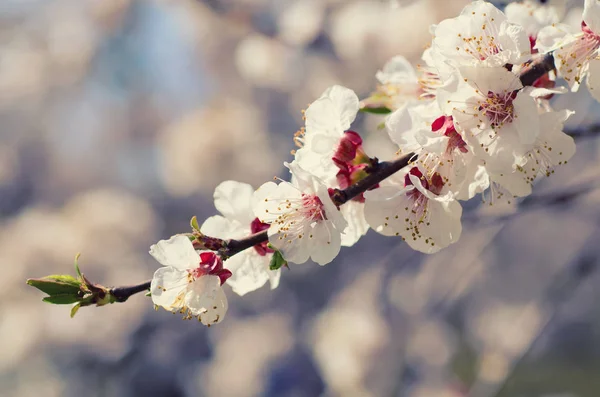 Fiori di albicocca — Foto Stock