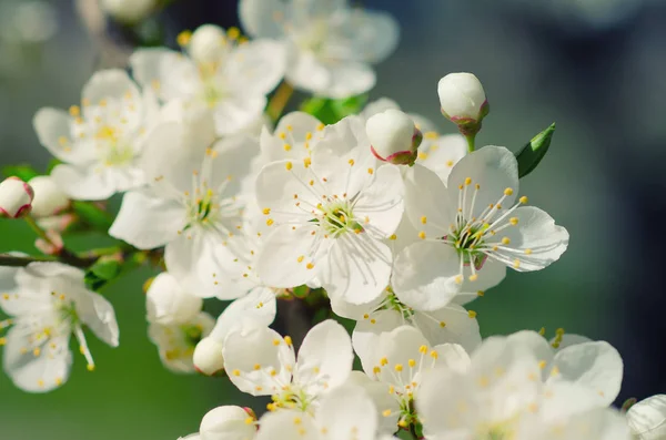 杏树开花 — 图库照片