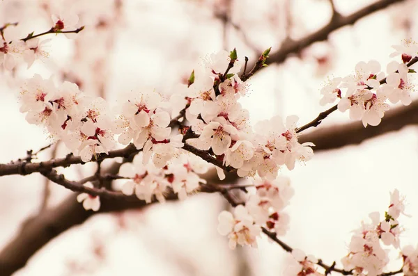 梅の花 — ストック写真