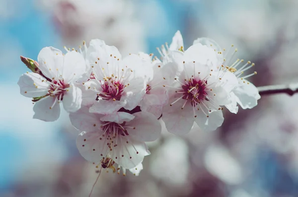 Floresce de damasco — Fotografia de Stock