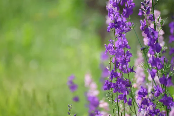 Fleurs violettes fond — Photo