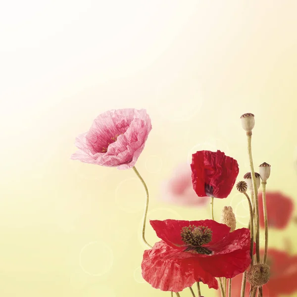 Poppy flowers background — Stock Photo, Image