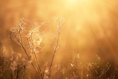 Sonbahar kuru bitkisi