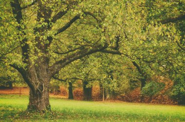 Parktaki ağaç