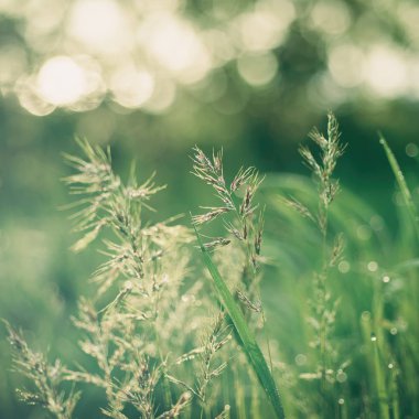 Doğal soyut güneşli arkaplan