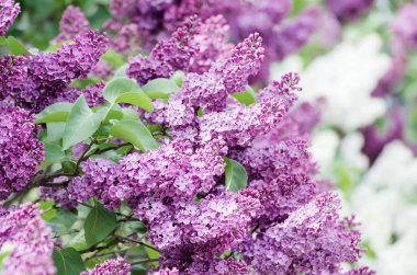 Bahar leylak çiçekleri