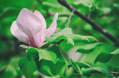 Magnolia bahar çiçekleri