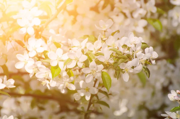 Fiori primaverili di pera — Foto Stock